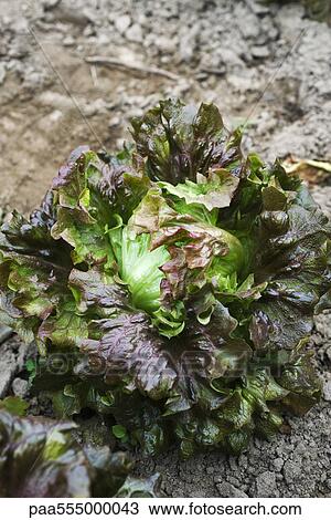 Red Batavia lettuce growing in vegetable garden View Large Photo Image Stock Image - Red Batavia lettuce growing in vegetable garden. Fotosearch