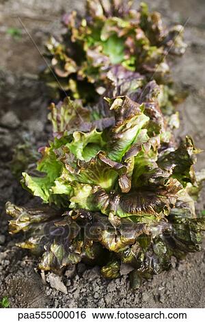 Red Batavia lettuces growing in vegetable garden View Large Photo Image Stock Photograph - Red Batavia lettuces growing in vegetable garden. Fotosearch