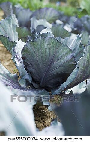 Red cabbage growing in vegetable garden View Large Photo Image Picture - Red cabbage growing in vegetable garden. Fotosearch