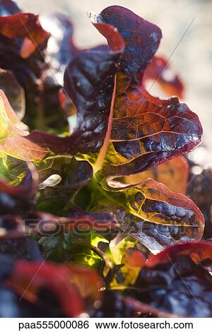Red oak leaf lettuce, close-up View Large Photo Image Stock Photograph - Red oak leaf lettuce, close-up. Fotosearch