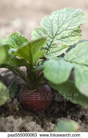 Red radish growing in vegetable garden View Large Photo Image Stock Image - Red radish growing in vegetable garden. Fotosearch