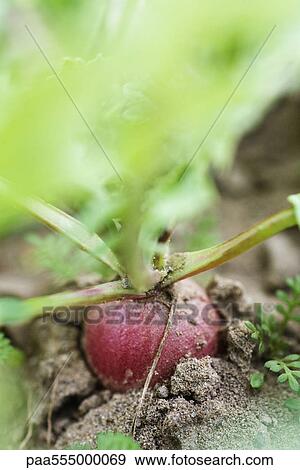 Red radish growing in vegetable garden View Large Photo Image Stock Photo - Red radish growing in vegetable garden. Fotosearch