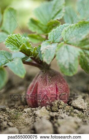 Red radish growing in vegetable garden View Large Photo Image Stock Photography - Red radish growing in vegetable garden. Fotosearch