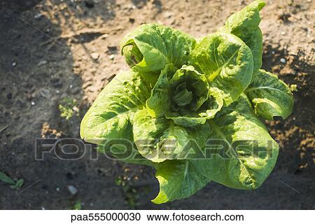 Romaine lettuce growing in vegetable garden View Large Photo Image Stock Image - Romaine lettuce growing in vegetable garden. Fotosearch