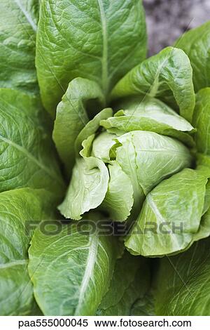 Stock Photography - Romaine lettuce growing in vegetable garden. Fotosearch