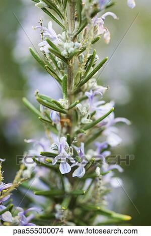 Rosemary in flower, close-up View Large Photo Image Picture - Rosemary in flower, close-up. Fotosearch