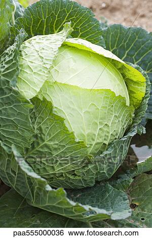 Stock Photograph - Savoy cabbage growing in vegetable garden. Fotosearch