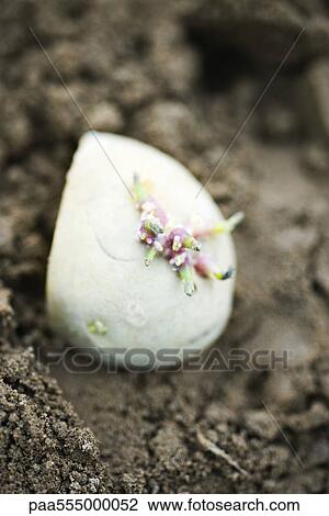 Stock Image - Seed potato being planted, close-up. Fotosearch