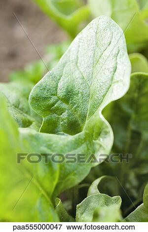 Sorrel plant growing in vegetable garden View Large Photo Image Stock Photo - Sorrel plant growing in vegetable garden. Fotosearch