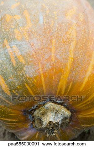 Squash in vegetable garden, close-up View Large Photo Image Stock Image - Squash in vegetable garden, close-up. Fotosearch