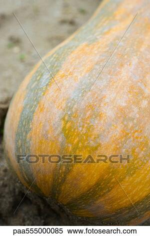 Squash in vegetable garden, close-up View Large Photo Image Stock Photography - Squash in vegetable garden, close-up. Fotosearch