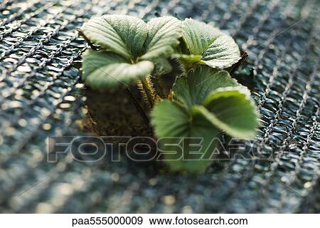 Strawberry plant growing in garden View Large Photo Image Stock Photo - Strawberry plant growing in garden. Fotosearch