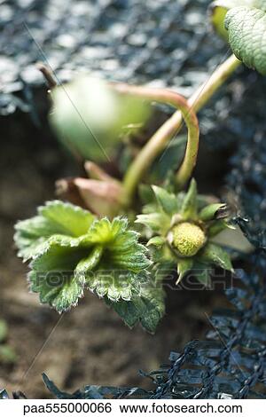 Strawberry plant growing in garden View Large Photo Image Stock Photograph - Strawberry plant growing in garden. Fotosearch