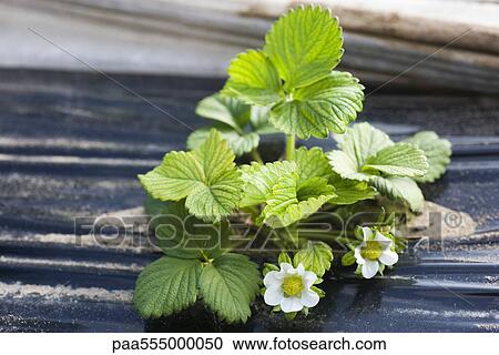 Strawberry plant growing in vegetable garden View Large Photo Image Stock Image - Strawberry plant growing in vegetable garden. Fotosearch