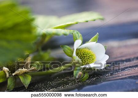 Strawberry plant in flower View Large Photo Image Stock Photo - Strawberry plant in flower. Fotosearch