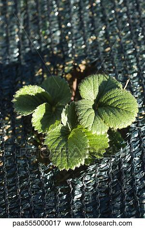 Strawberry plant View Large Photo Image Stock Photo - Strawberry plant. Fotosearch