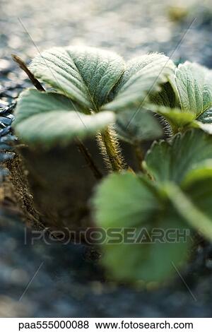 Strawberry plant View Large Photo Image Stock Photo - Strawberry plant. Fotosearch