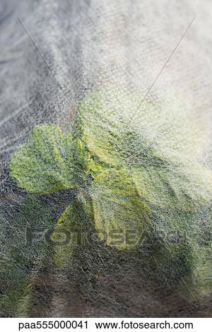 Strawberry plant under protective crop netting View Large Photo Image Stock Image - Strawberry plant under protective crop netting. Fotosearch
