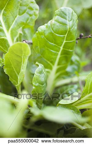 Swiss chard growing in vegetable garden View Large Photo Image Stock Image - Swiss chard growing in vegetable garden. Fotosearch