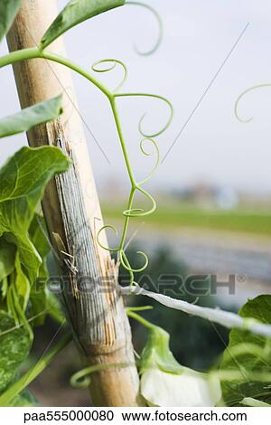 Tendrils in vegetable garden View Large Photo Image Stock Image - Tendrils in vegetable garden. Fotosearch