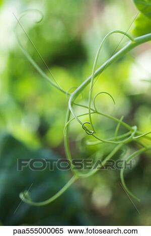 Tendrils in vegetable garden View Large Photo Image Stock Photography - Tendrils in vegetable garden. Fotosearch