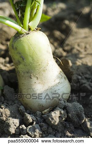 White radish growing in vegetable garden View Large Photo Image Picture - White radish growing in vegetable garden. Fotosearch