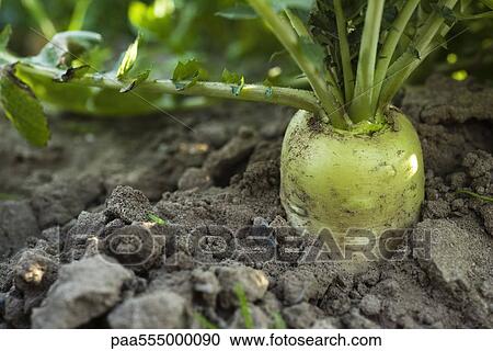 White radish growing in vegetable garden View Large Photo Image Stock Image - White radish growing in vegetable garden. Fotosearch