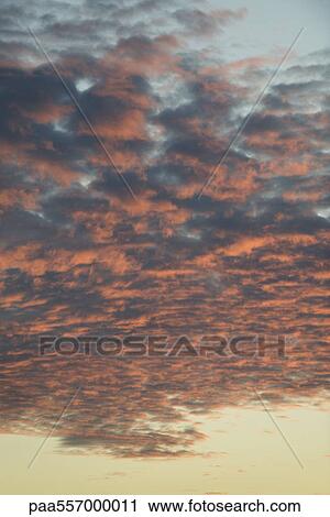 Altocumulus clouds at sunset View Large Photo Image Stock Image - Altocumulus clouds at sunset. Fotosearch
