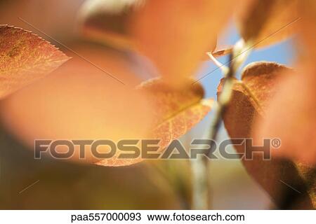 Autumn foliage, extreme close-up View Large Photo Image Stock Image - Autumn foliage, extreme close-up. Fotosearch