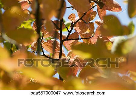 Autumn foliage of apple tree, close-up View Large Photo Image Stock Photo - Autumn foliage of apple tree, close-up. Fotosearch