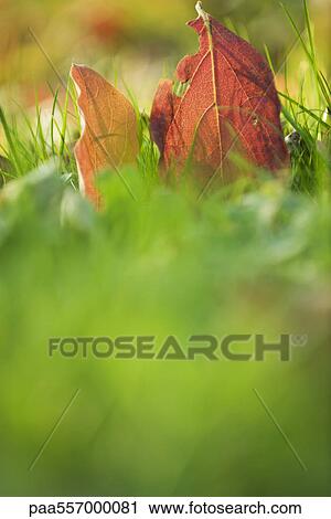 Autumn leaves in grass, close-up View Large Photo Image Stock Image - Autumn leaves in grass, close-up. Fotosearch