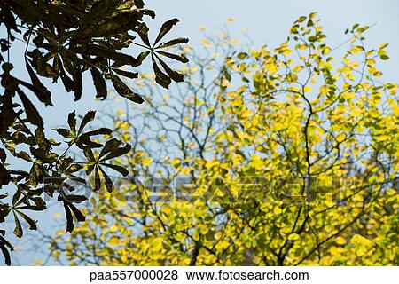 Backlit foliage View Large Photo Image Stock Photo - Backlit foliage. Fotosearch