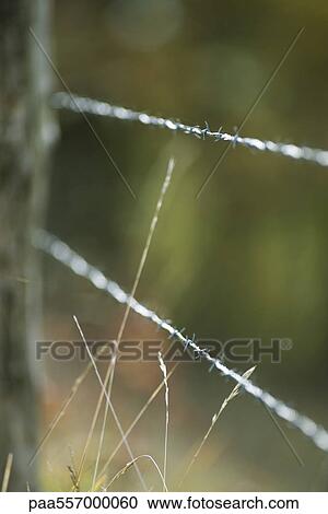 Barbed wire fence, close-up View Large Photo Image Stock Image - Barbed wire fence, close-up. Fotosearch