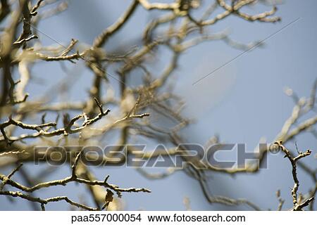 Picture - Bare branches against blue sky. Fotosearch