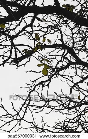 Bare tree branch with few remaining leaves View Large Photo Image Stock Image - Bare tree branch with few remaining leaves. Fotosearch