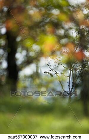 Stock Photo - Blurred outdoor scene with bird flying in background. Fotosearch
