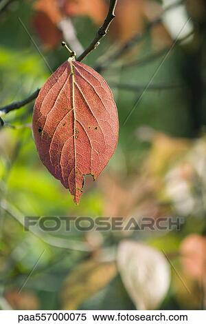 Changing leaf hanging from branch View Large Photo Image Stock Photography - Changing leaf hanging from branch. Fotosearch