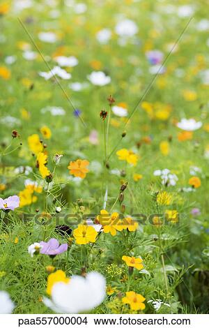 Cosmos growing in field View Large Photo Image Picture - Cosmos growing in field. Fotosearch