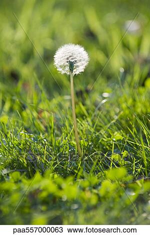 Dandelion growing in grass View Large Photo Image Stock Image - Dandelion growing in grass. Fotosearch