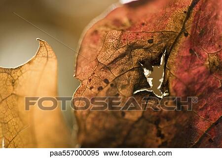 Dried leaf with hole in it, extreme close-up View Large Photo Image Stock Photography - Dried leaf with hole in it, extreme close-up. Fotosearch