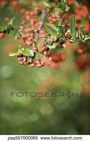 Firethorn (Pyracantha), red berries growing on branch View Large Photo Image Stock Photography - Firethorn (Pyracantha), red berries growing on branch. Fotosearch