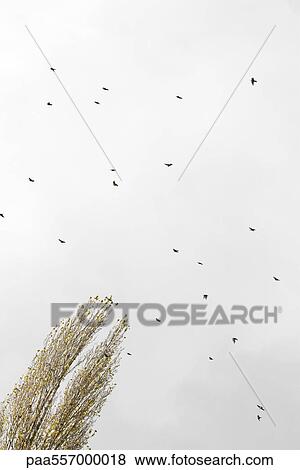 Flock of birds flying in sky, low angle view View Large Photo Image Stock Photo - Flock of birds flying in sky, low angle view. Fotosearch