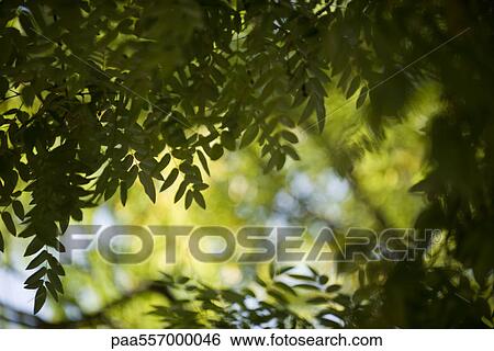 Foliage, backlit View Large Photo Image Stock Photograph - Foliage, backlit. Fotosearch