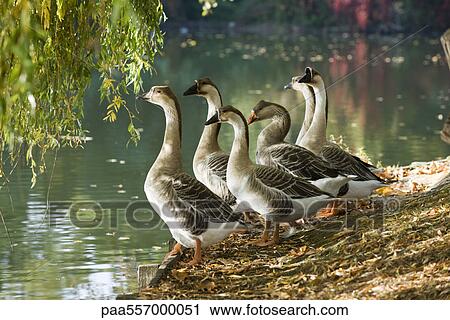 Geese standing at water's edge View Large Photo Image Stock Image - Geese standing at water's edge. Fotosearch