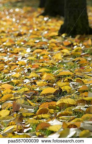 Golden autumn leaves scattered on ground View Large Photo Image Stock Photo - Golden autumn leaves scattered on ground. Fotosearch