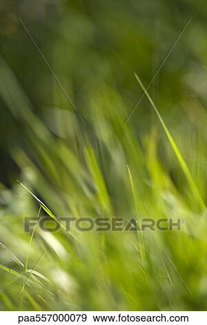 Grass, close-up View Large Photo Image Stock Photo - Grass, close-up. Fotosearch