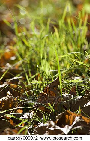 Grass growing amongst dead leaves View Large Photo Image Stock Image - Grass growing amongst dead leaves. Fotosearch