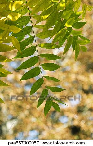 Green foliage on tree branch View Large Photo Image Stock Photo - Green foliage on tree branch. Fotosearch