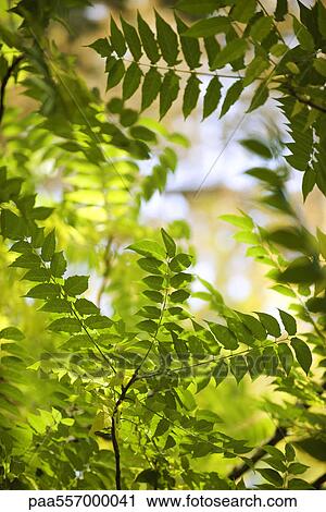 Green foliage View Large Photo Image Stock Image - Green foliage. Fotosearch