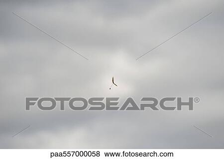 Leaf floating against overcast sky View Large Photo Image Stock Photo - Leaf floating against overcast sky. Fotosearch